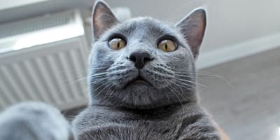 Selfie d'un chat Bleu Russe