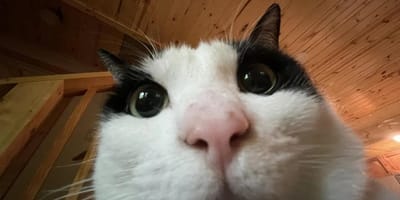 Selfie d'un chat