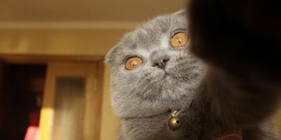 Un chat surpris par la photo