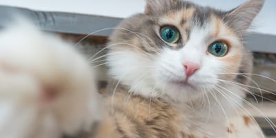 Selfie d'une chatte tricolore