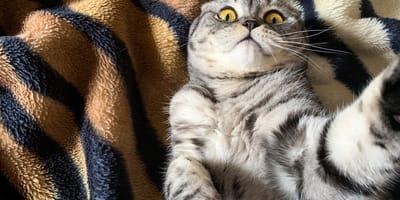 Selfie d'un chat Scottish fold