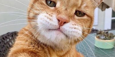 Un chat roux en selfie