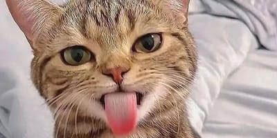 Un chat qui tire la langue