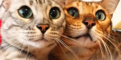 Deux chats en plein selfie