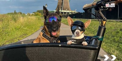 Deux toutous sur la route