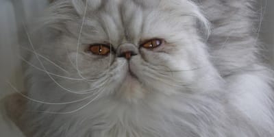 Le Persan Le Chat Prefere Des Francais Photos