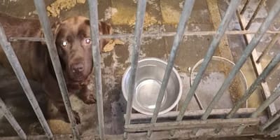 1 van de honden die werd aangetroffen bij Twentse horrorfokker