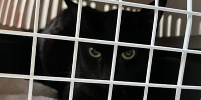 1 van de verwaarloosde katten van de vrouw in Breda