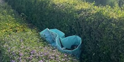 10 cachorros abandonados