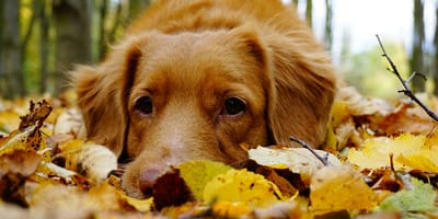 10 Herfstgevaren voor honden – waar je als baasje nu extra alert op moet zijn
