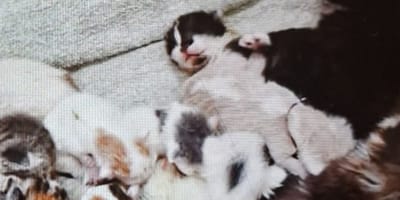 11 chatons