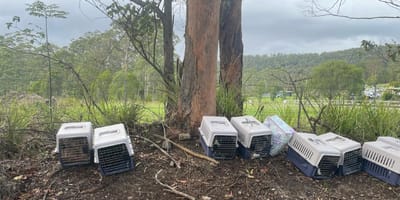 13 pet carriers lined up in front of a shelter