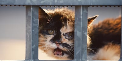 13 zwaar verwaarloosde katten gevonden in Roosendaal