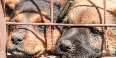 130 honden gered uit zwaar vervuild huis in Duitsland