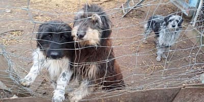 130 Hunde hielt die angebliche Hundetrainerin