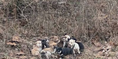 16 puppies abandoned in the woods