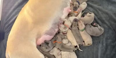19 puppies