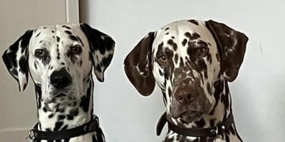 2 dalmatiërs overleden na zwemmen in Ijmeer