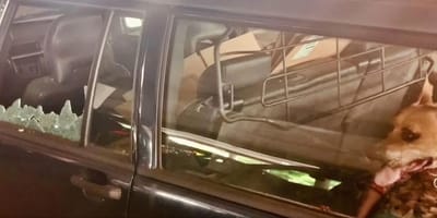 Two dogs rescued from sweltering hot car in Son en Breugel