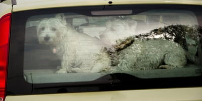 2 Hunde in glühend heißem Auto auf der Kruiskade in Rotterdam zurückgelassen