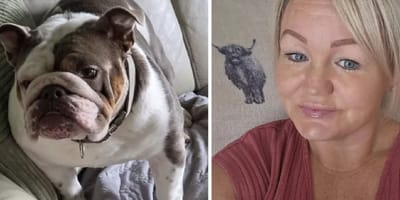 2-jaar oude Bulldog Shelby die is overleden na een wandeling in de hitte