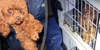 23 verwaarloosde toy poedels gevonden in woning Amsterdam