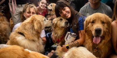 2397 Golden Retrievers bij elkaar zorgt voor wereldrecord in Buenos Aires