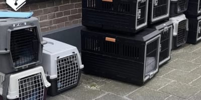 25 verwaarloosde katten uit woning in Hansweert gehaald