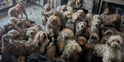 250 honden opeengepakt in een huis