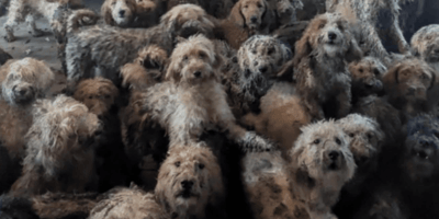 250 cruces de caniche hacinados en una casa, ahora rescatados por RSPCA