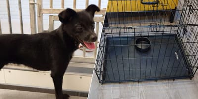 2e hond in 1 week tijd achtergelaten in Gouda