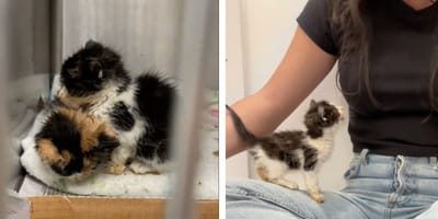3 kittens in a shelter