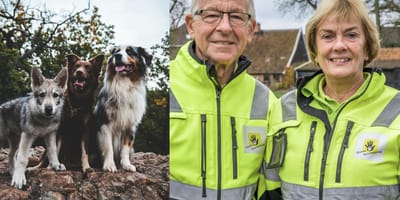 3 honden gevonden door dierenambulance