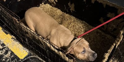 3 verwaarloosde honden aangetroffen in woning in Charlois Rotterdam