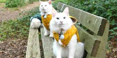 3 witte katten die fungeren als hulpkatten