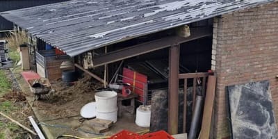 36 teckels door NVWA bij Gelderse fokker weggehaald