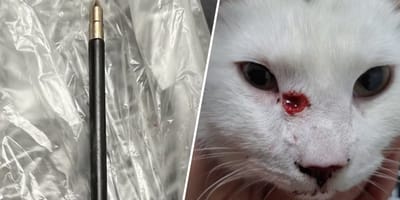 3e kat in eindhoven beschoten met kruisboog