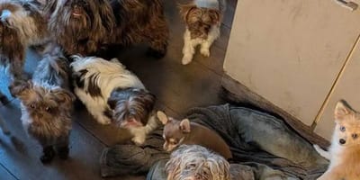 45 verwaarloosde honden en katten gevonden en opgevangen in Spijkenisse en Vlaardingen