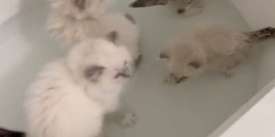 5 gattini Ragdoll