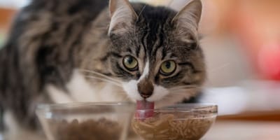 5-mejores-marcas-de-comida-humeda-para-gatos