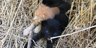 40 Grad Hitze: Läufer werden für kleine Kätzchen zu Helden