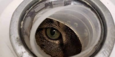 Katzenauge späht durch ein Loch
