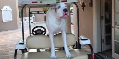 gran danes berrinche