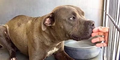 pitbull sniffing woman's hand