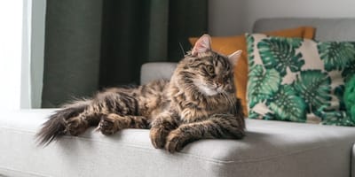 Grote Maine coon