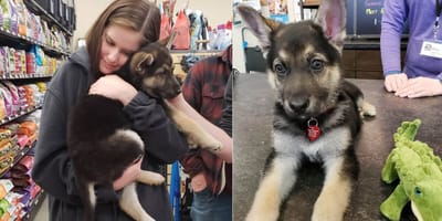 Deutscher Schäferhund