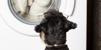 Hund vor Waschmaschine