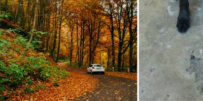 Auto im Wald