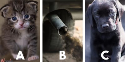 Hund und Katze und Plastikflaschen