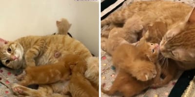 Katzenmama beim Tierarzt